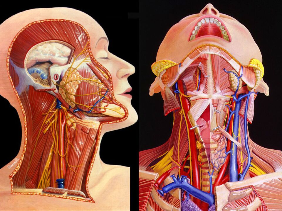 anatomija vratu